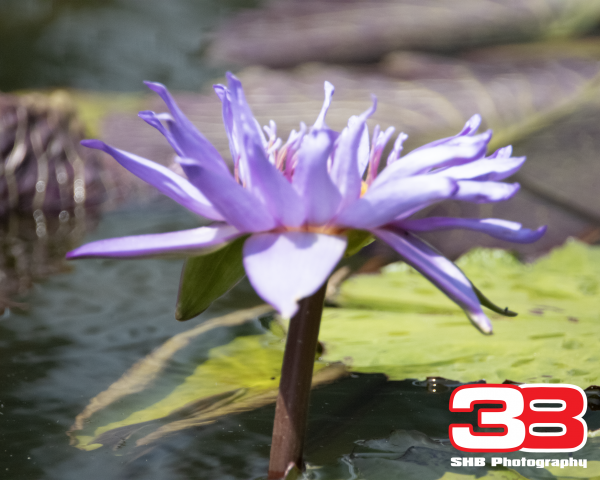 Flower 11