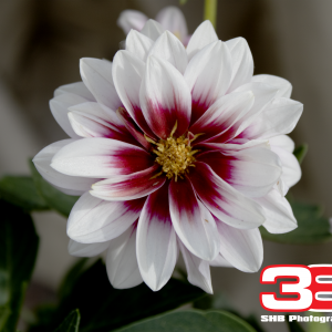 Flower 12