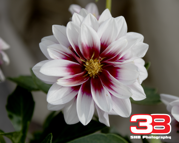 Flower 12