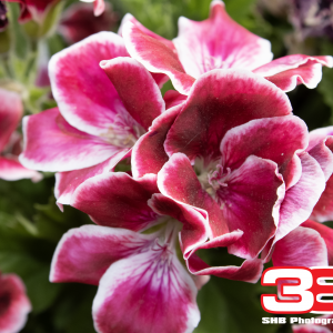 Flower 13