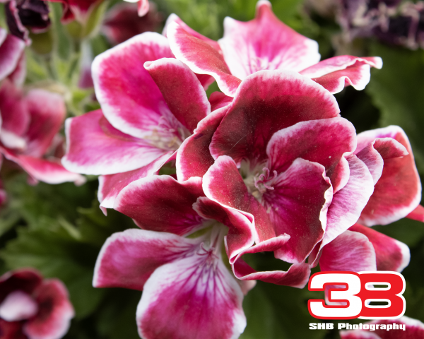 Flower 13
