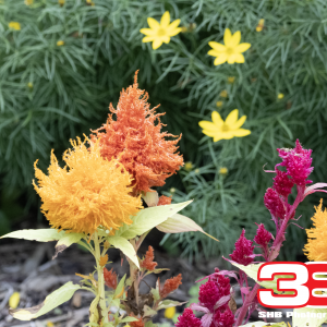 Flower 14