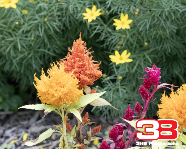 Flower 14