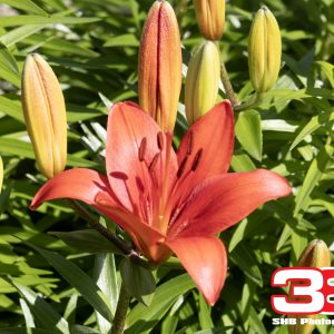 Flower 15