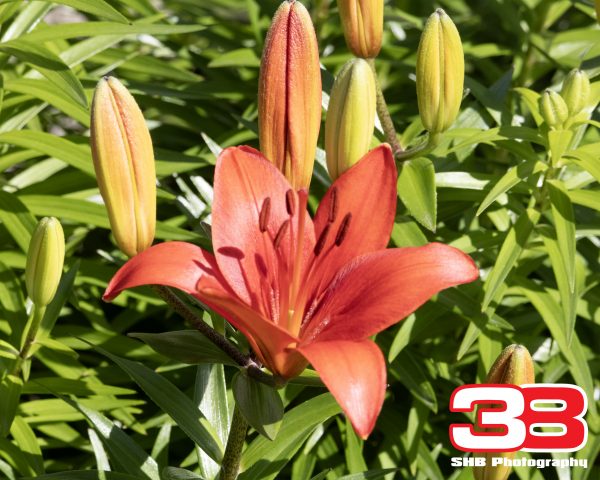 Flower 15