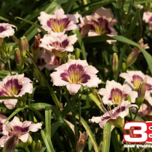 Flower 16