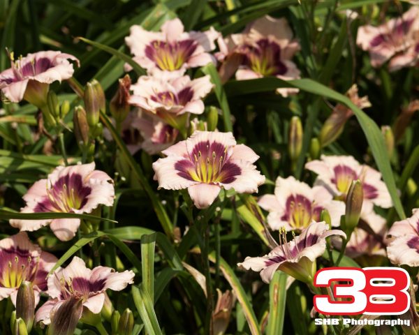 Flower 16