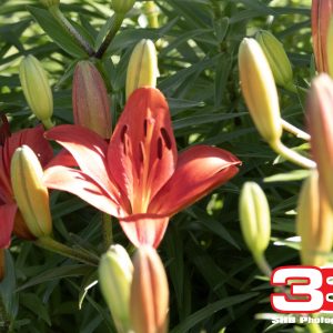 Flower 17