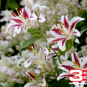 Flower 18