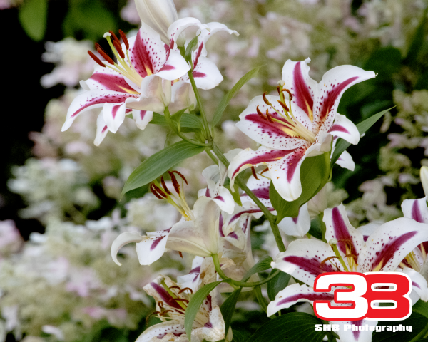 Flower 18