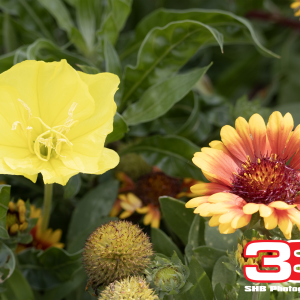 Flower 19