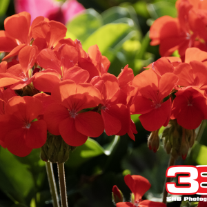 Flower 2