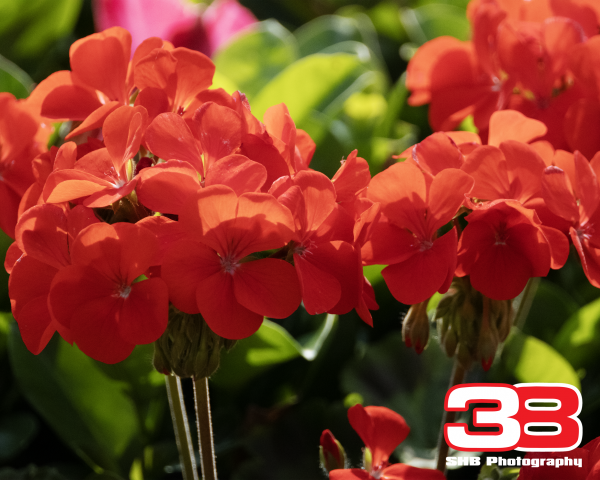 Flower 2