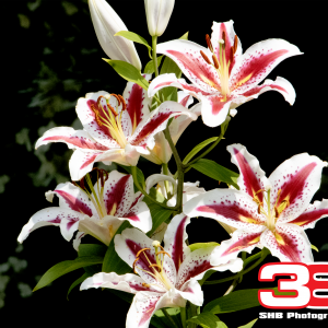 Flower 20