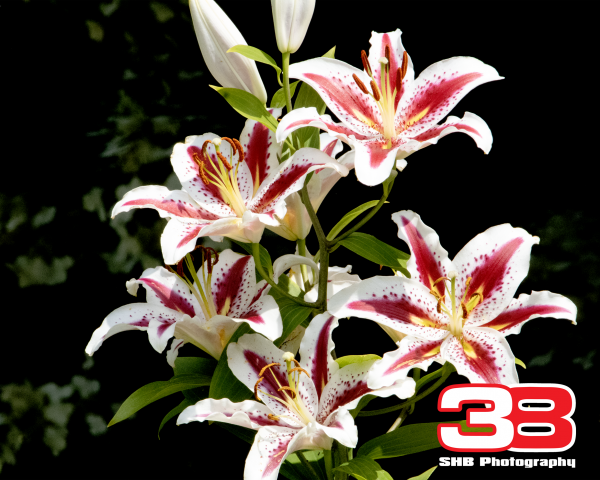 Flower 20
