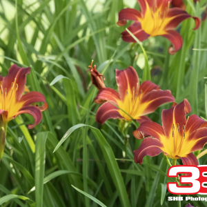 Flower 21