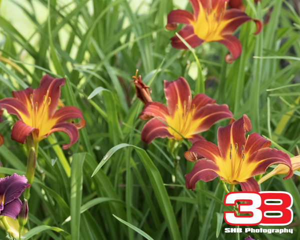 Flower 21