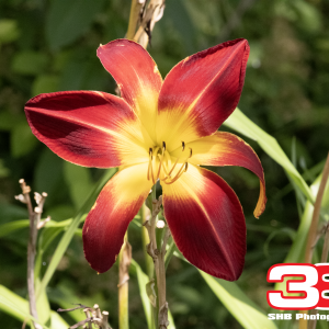 Flower 22