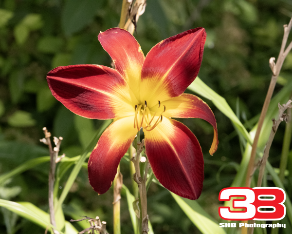 Flower 22
