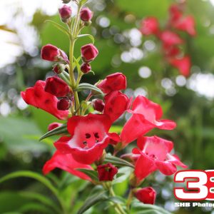 Flower 23