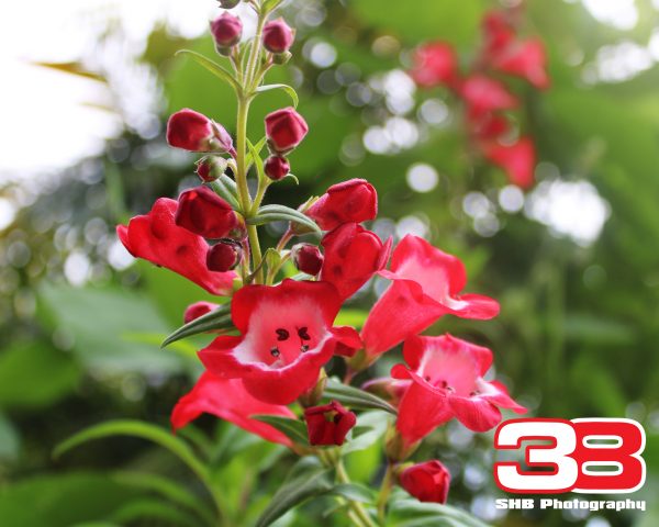 Flower 23