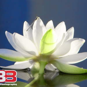 Flower 24