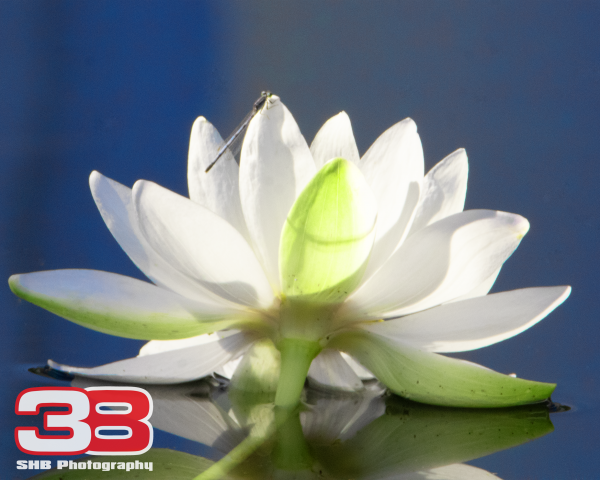 Flower 24
