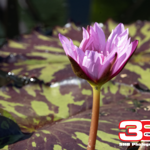 Flower 3
