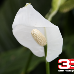 Flower 5