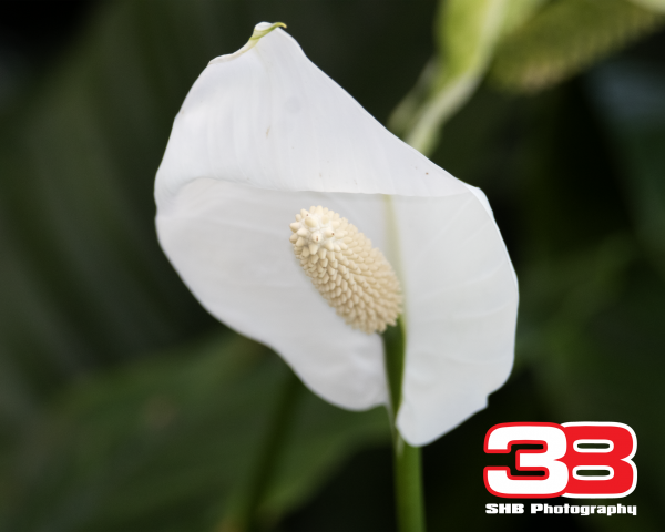 Flower 5