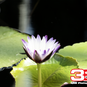 Flower 6