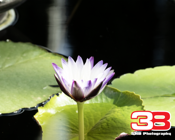 Flower 6