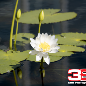 Flower 7