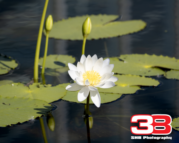 Flower 7