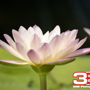 Flower 8