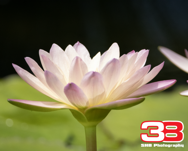 Flower 8