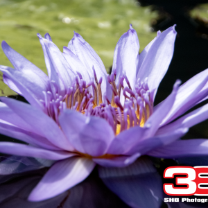 Flower 9