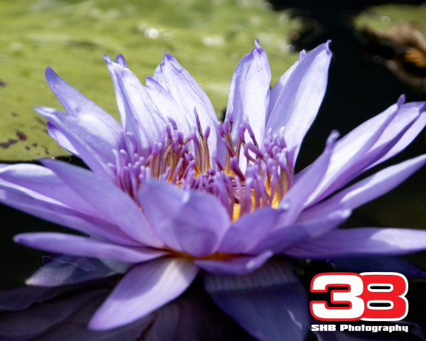 Flower 9