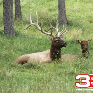Animals of the Great Outdoors