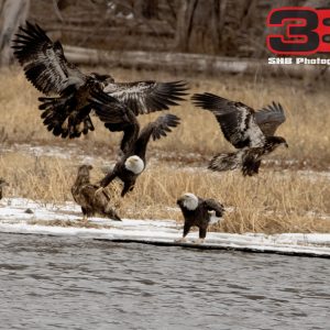 Eagle 20