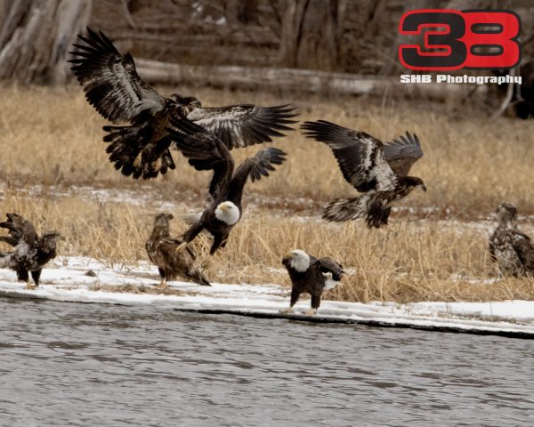 Eagle 20