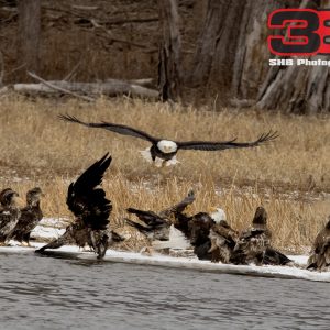 Eagles: On the River