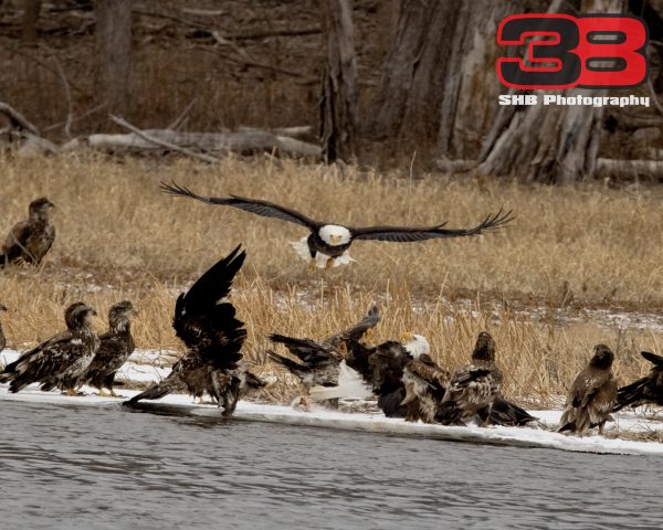 Eagle 21