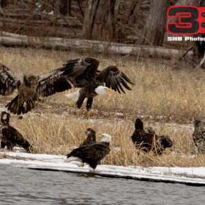Eagle 22