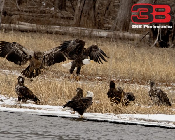 Eagle 22