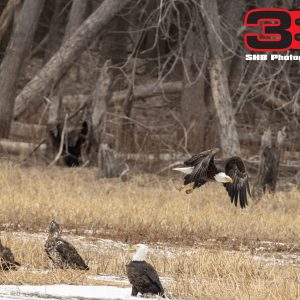 Eagle 23