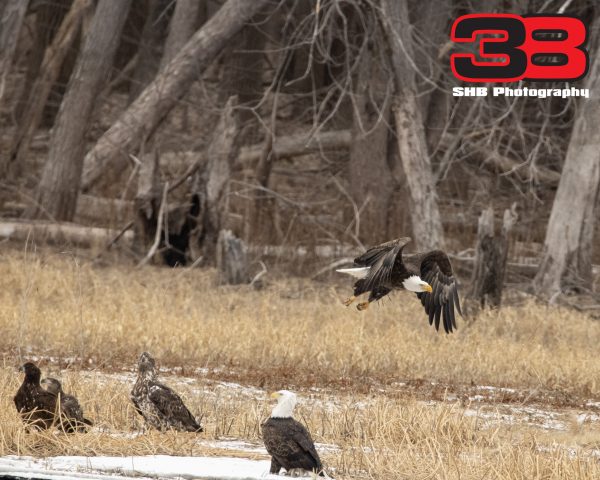 Eagle 23