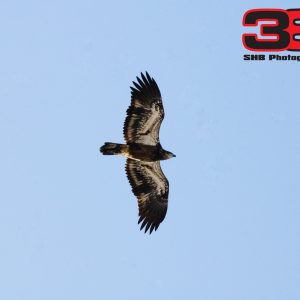 Juvenile 1