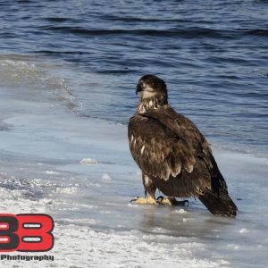 Eagles: Juveniles