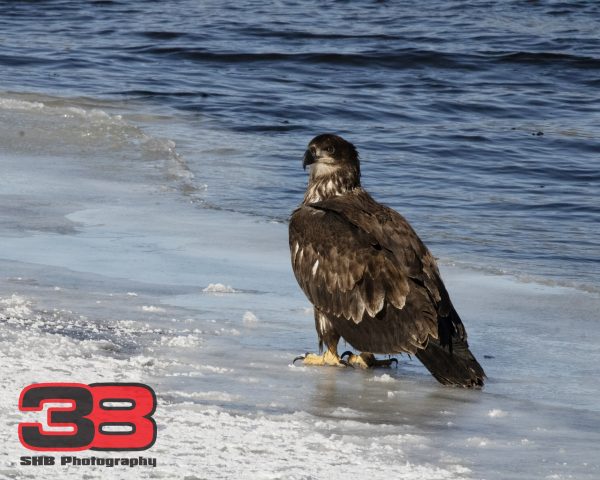 Juvenile 5